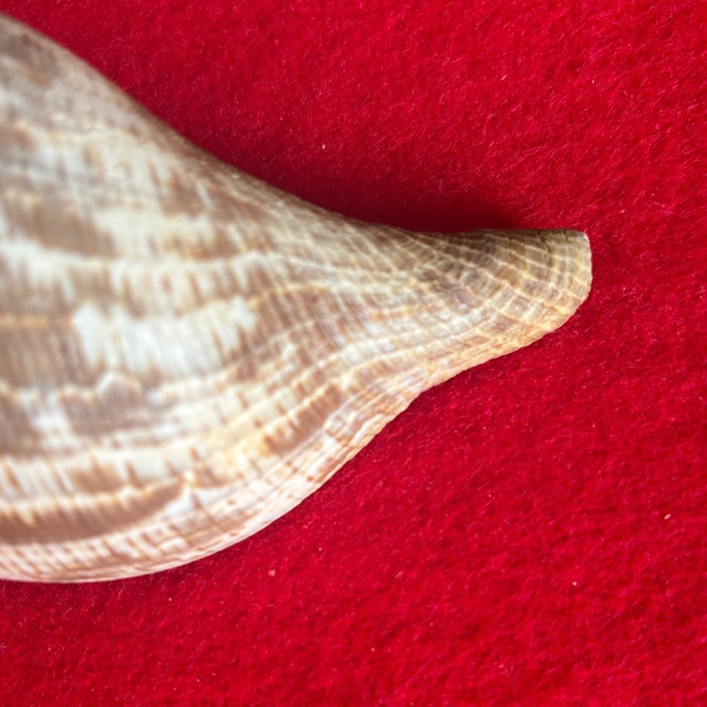 Tulip Shell - Picture 4 of 7